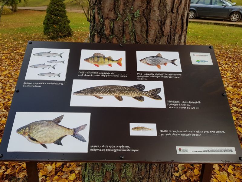 plan informacyjny przedstawiający wybrane gatunki ryb plan informacyjny przedstawiający wybrane gatunki ryb